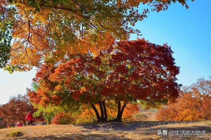 曾子殺豬的故事告訴我們什么道理呢？
