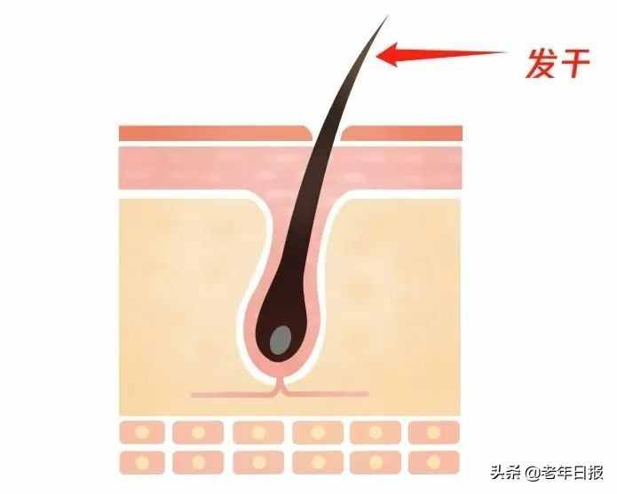 頭發(fā)太長，會和身體搶營養(yǎng)？真相是這樣的