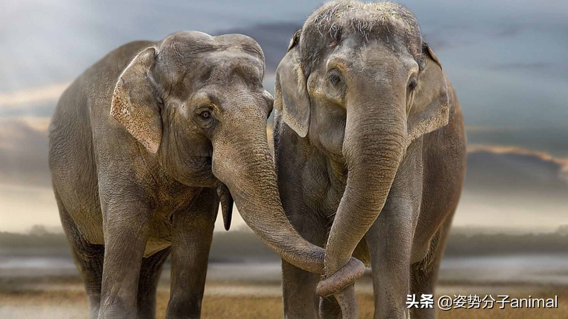 大象的交配繁衍，奇怪的知識又增加了