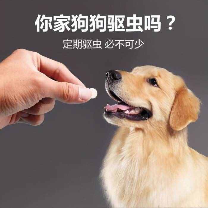 飼養(yǎng)金毛犬最正確的方法，你學(xué)會(huì)了嗎？