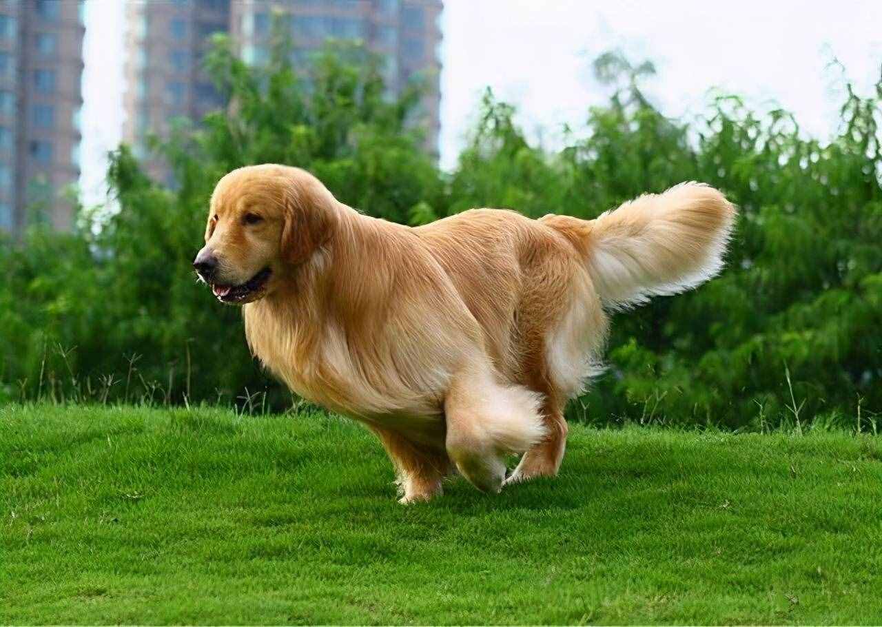 飼養(yǎng)金毛犬最正確的方法，你學(xué)會(huì)了嗎？