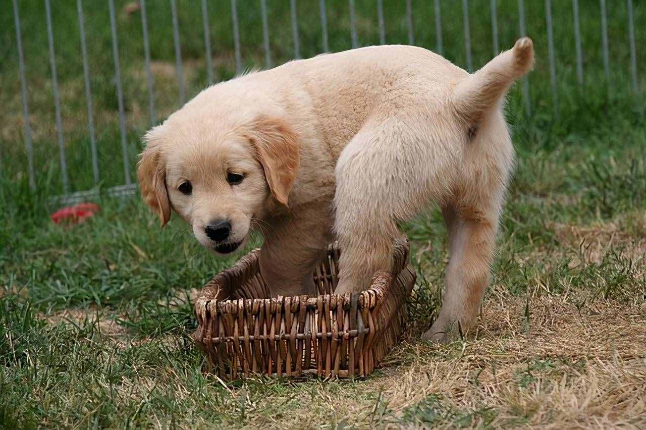 飼養(yǎng)金毛犬最正確的方法，你學(xué)會(huì)了嗎？