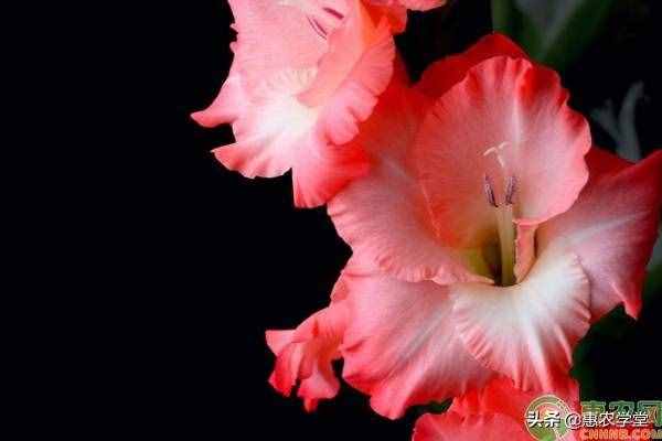 教師節(jié)即將到來，送老師什么花好？這七種再適合不過