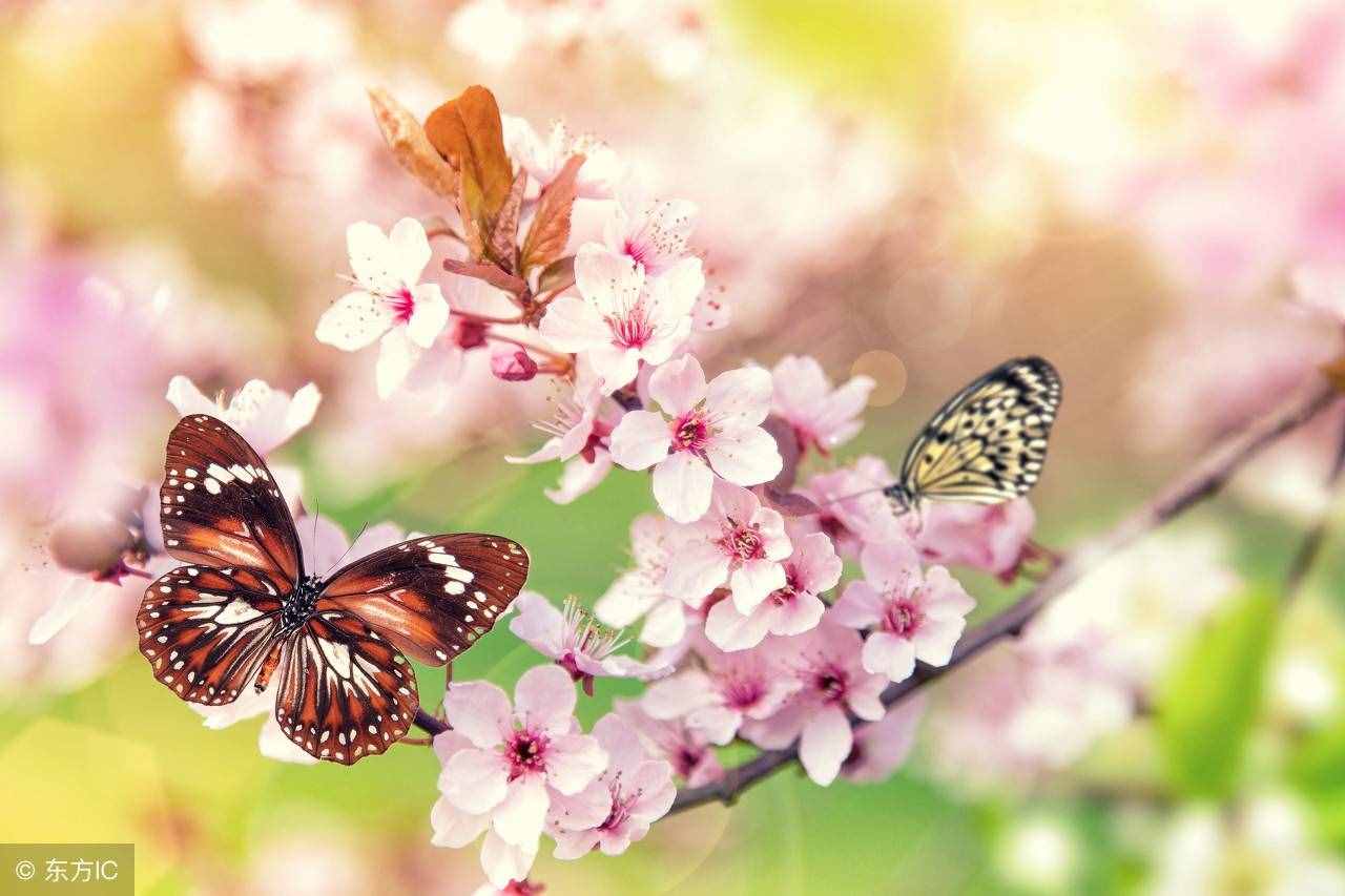 在春季人們很容易患上“桃花癲”，看看你有沒有這些異常行為！