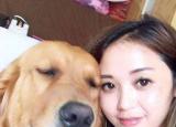 今日更新金毛犬的喂養(yǎng)（飼養(yǎng)金毛犬最正確的方法）