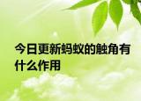 今日更新螞蟻的觸角有什么作用