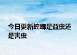 今日更新螳螂是益蟲(chóng)還是害蟲(chóng)