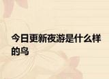 今日更新夜游是什么樣的鳥