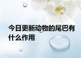 今日更新動物的尾巴有什么作用