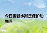 今日更新水獺是保護(hù)動(dòng)物嗎