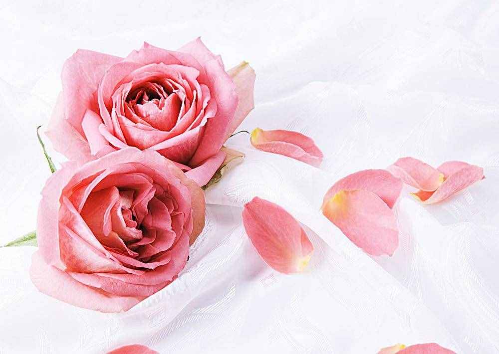 玫瑰花如何延長保存時(shí)間？內(nèi)行人教你4個(gè)技巧，讓花保鮮更久
