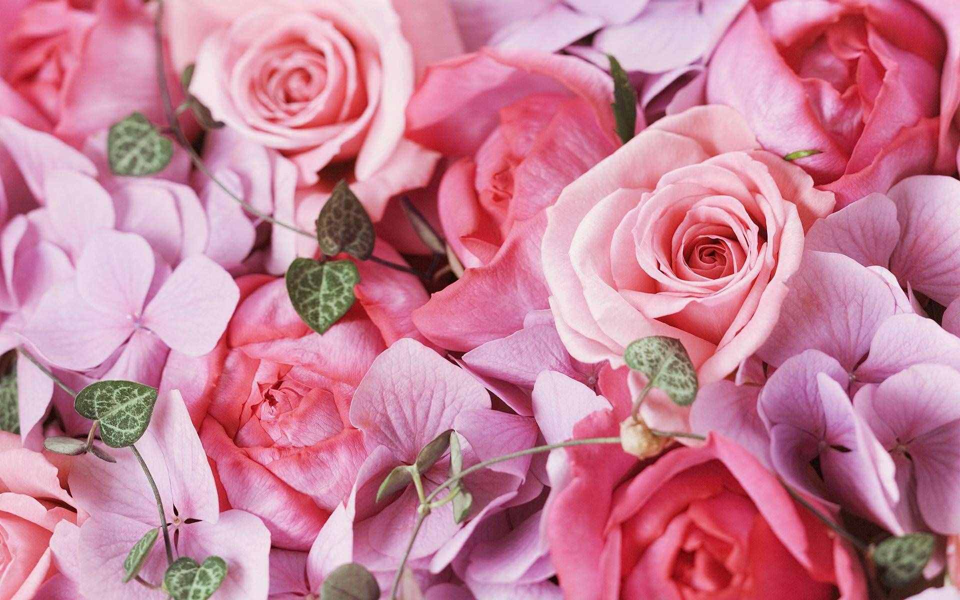 玫瑰花如何延長保存時(shí)間？內(nèi)行人教你4個(gè)技巧，讓花保鮮更久