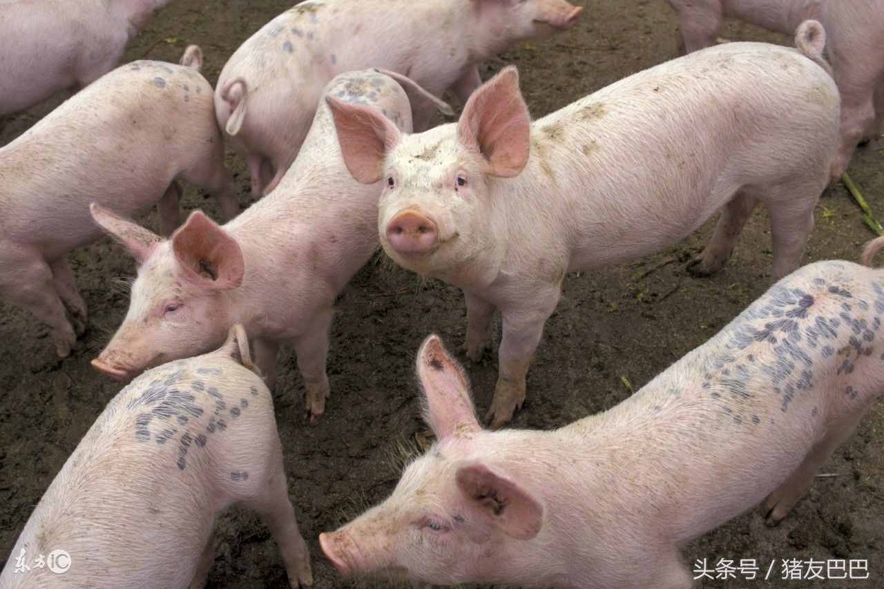 農(nóng)村低成本、高效養(yǎng)豬法，懶漢也能養(yǎng)好豬！
