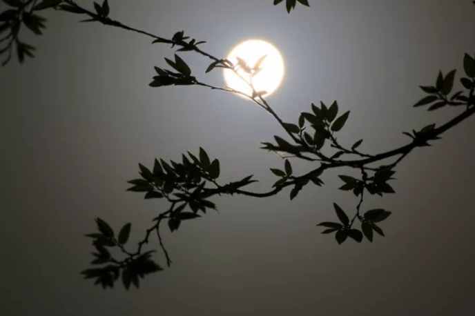 「詩詞鑒賞」八首月夜詩詞，月華初上，你在思念誰？