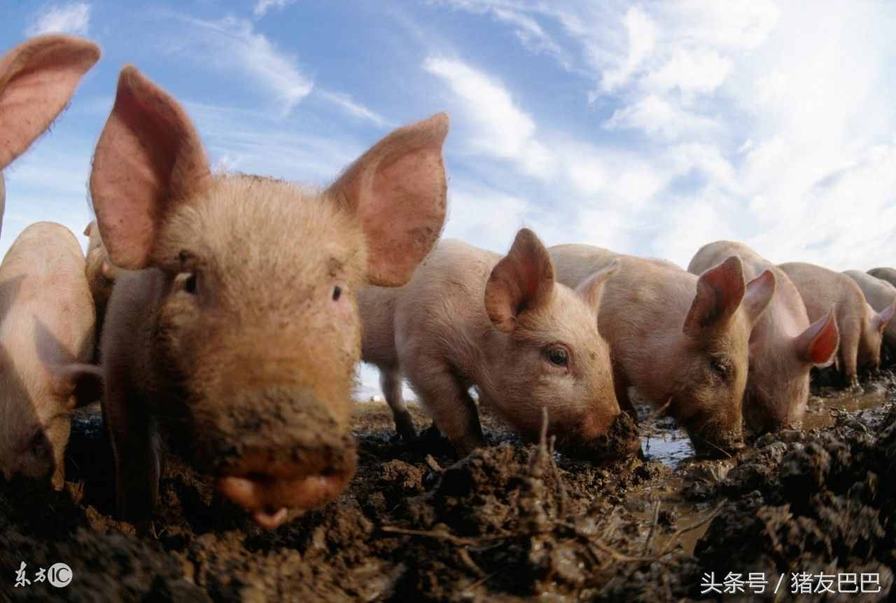農(nóng)村低成本、高效養(yǎng)豬法，懶漢也能養(yǎng)好豬！