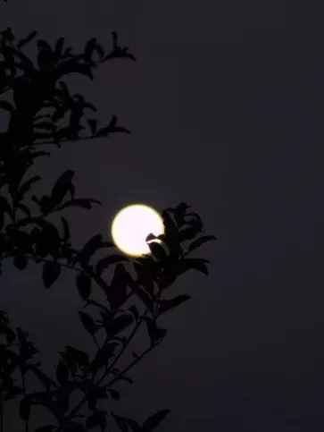 「詩詞鑒賞」八首月夜詩詞，月華初上，你在思念誰？