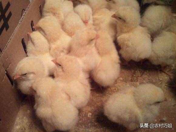 小雞怎么喂養(yǎng)好？