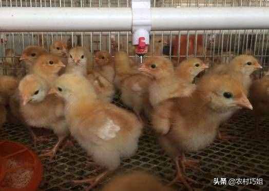 小雞怎么喂養(yǎng)好？