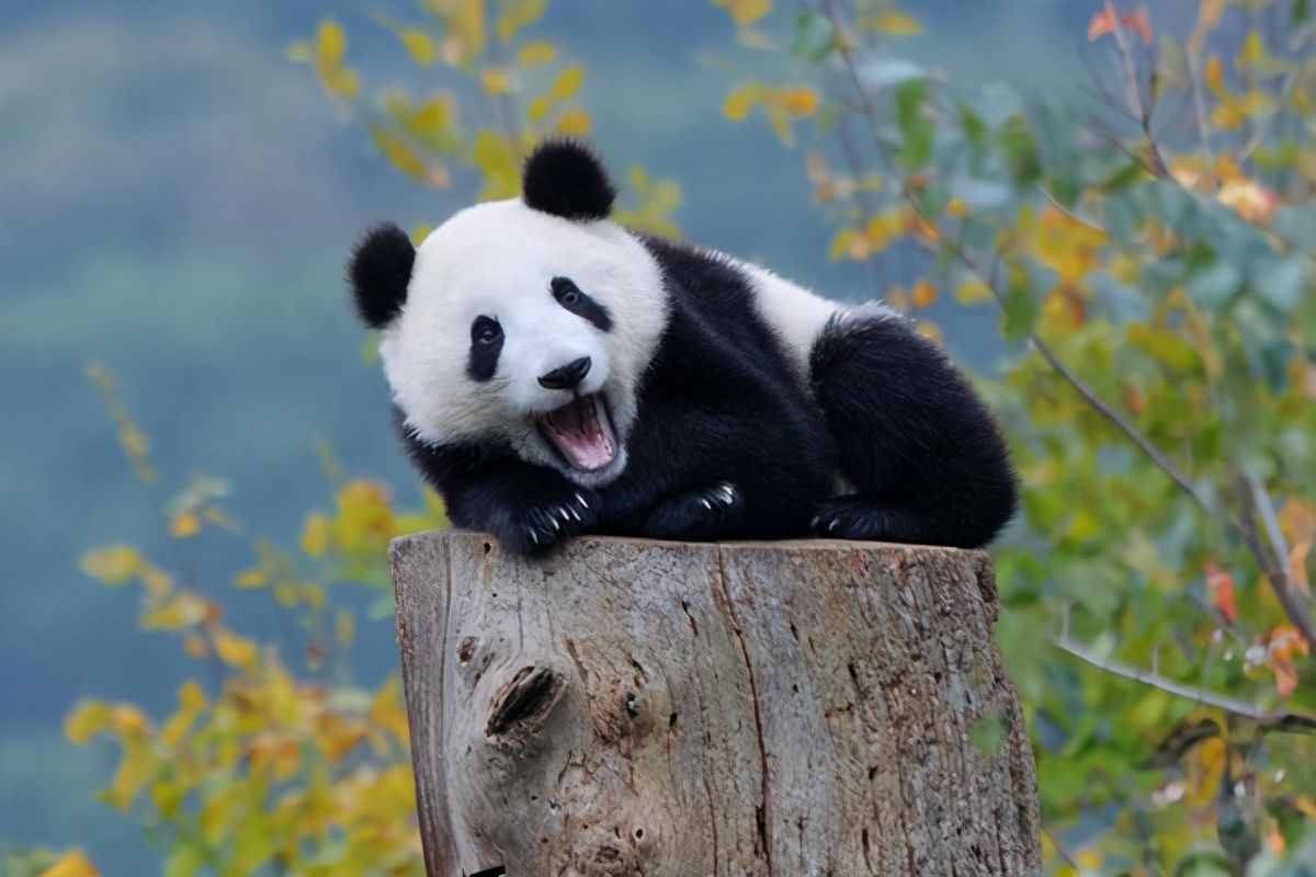 奇怪的知識又增加了！大熊貓的交配與繁衍，不愧是國寶
