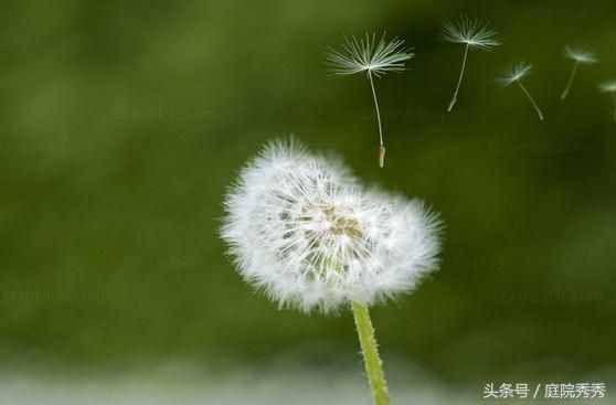 奇妙的花花草草種子傳播方法，你的花草是哪種？