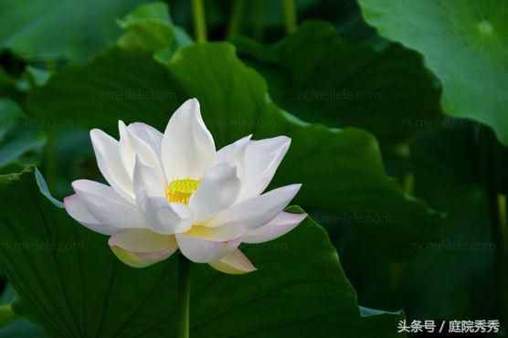 奇妙的花花草草種子傳播方法，你的花草是哪種？