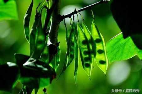 奇妙的花花草草種子傳播方法，你的花草是哪種？