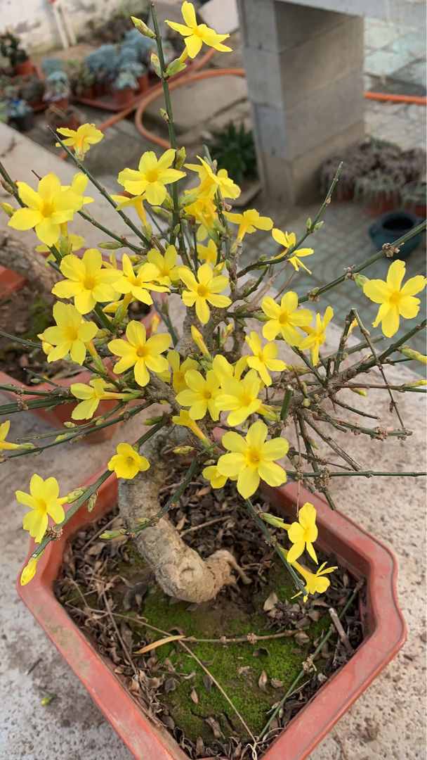 春天常見(jiàn)的花，看完你就都認(rèn)識(shí)，認(rèn)花再也不求人