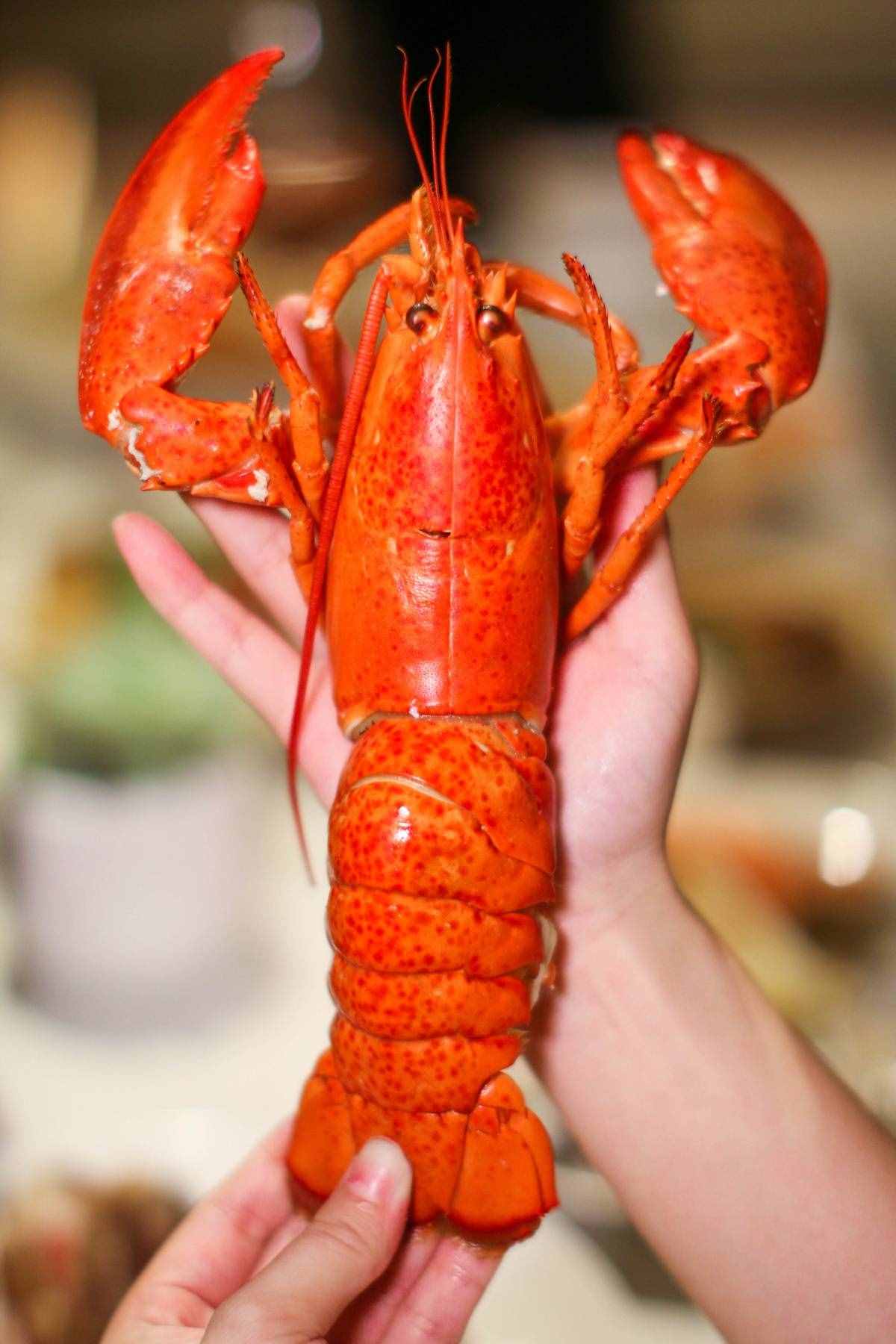羅湖彭年萬(wàn)麗酒店盛大開(kāi)業(yè)！5星豪華自助餐人均128起吃到扶墻