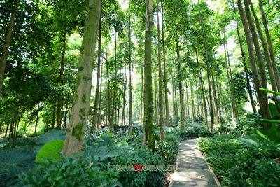 小坑國家森林公園