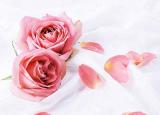 今日更新玫瑰花如何保鮮（玫瑰花如何延長保存時間）