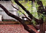 今日更新雨中發(fā)呆（下雨天最適合發(fā)呆）