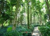 今日更新小坑國家森林公園（小坑國家森林公園）