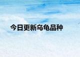 今日更新烏龜品種