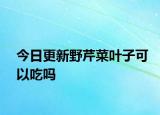 今日更新野芹菜葉子可以吃嗎