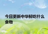 今日更新中華鱘吃什么食物