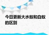 今日更新大水蟻和白蟻的區(qū)別