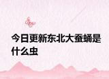 今日更新東北大蠶蛹是什么蟲