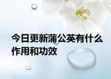 今日更新蒲公英有什么作用和功效