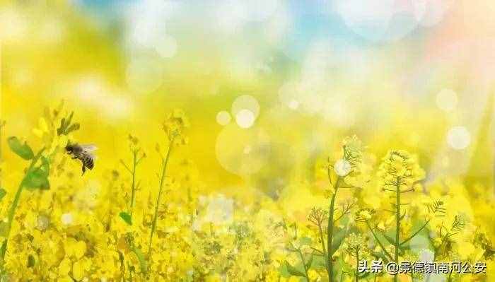 詩詞丨100首唯美春日古詩詞：花已初開，愿君常在