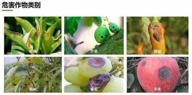 炭疽病什么癥狀？如何防治？看這篇文章就夠了