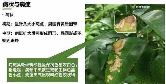 炭疽病什么癥狀？如何防治？看這篇文章就夠了