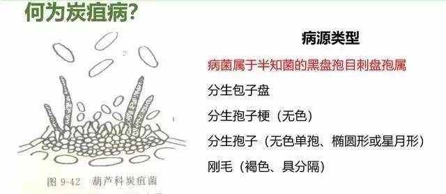 炭疽病什么癥狀？如何防治？看這篇文章就夠了