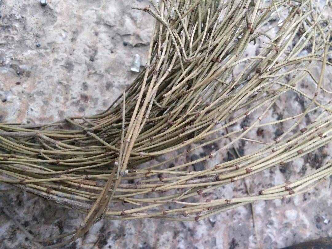細說麻黃湯和桂枝湯的差異，同為解表藥的代表方，究竟有何不同？