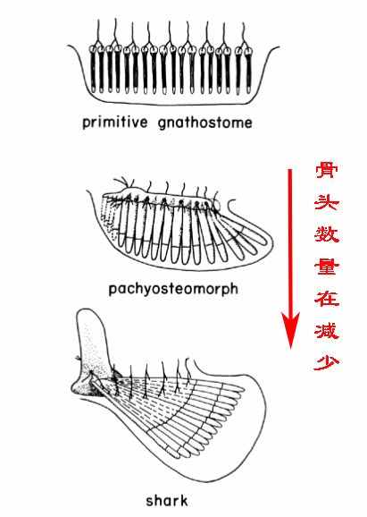 科普：人為什么會有5根手指？5很特殊嗎？