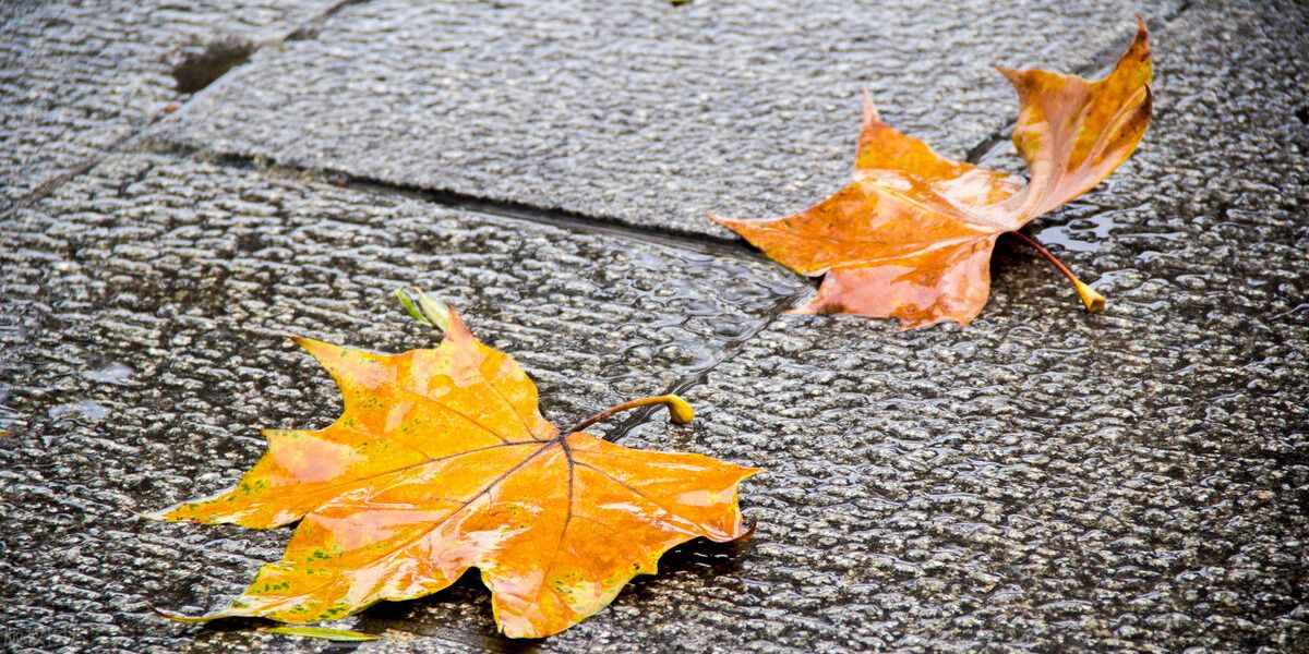 一場秋雨一場涼，秋雨綿綿秋意長
