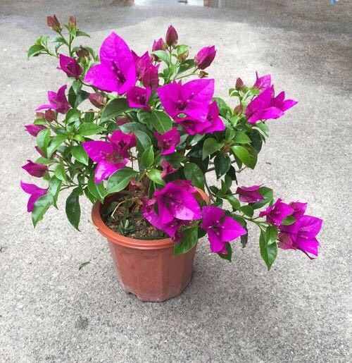 氣溫低，花草怎么過(guò)冬？3個(gè)“方法”，葉綠枝壯，盆盆花草都很好