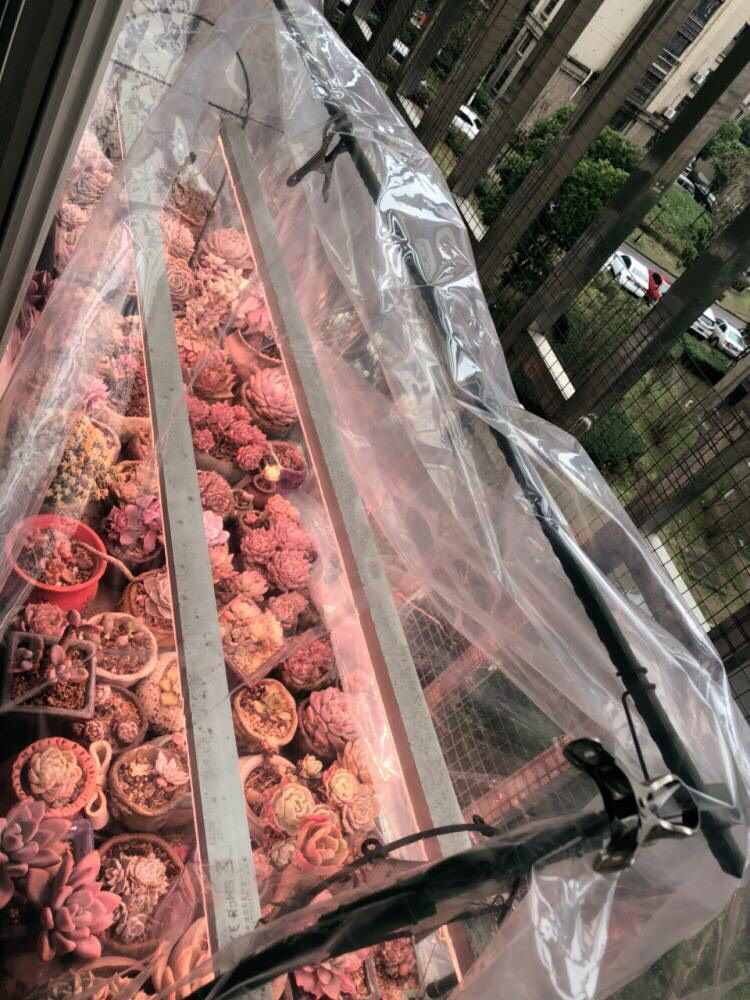 氣溫低，花草怎么過(guò)冬？3個(gè)“方法”，葉綠枝壯，盆盆花草都很好