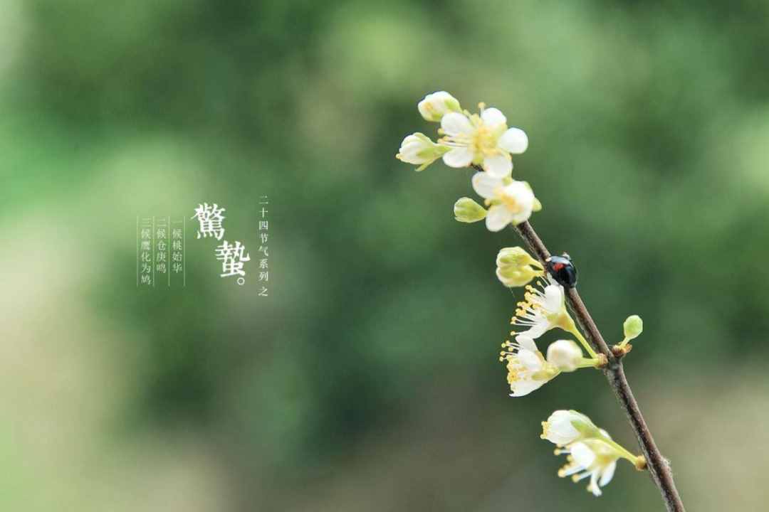 雨催驚蟄候 風(fēng)作勒花開，十二首驚蟄詩詞，叫醒酣睡的春天