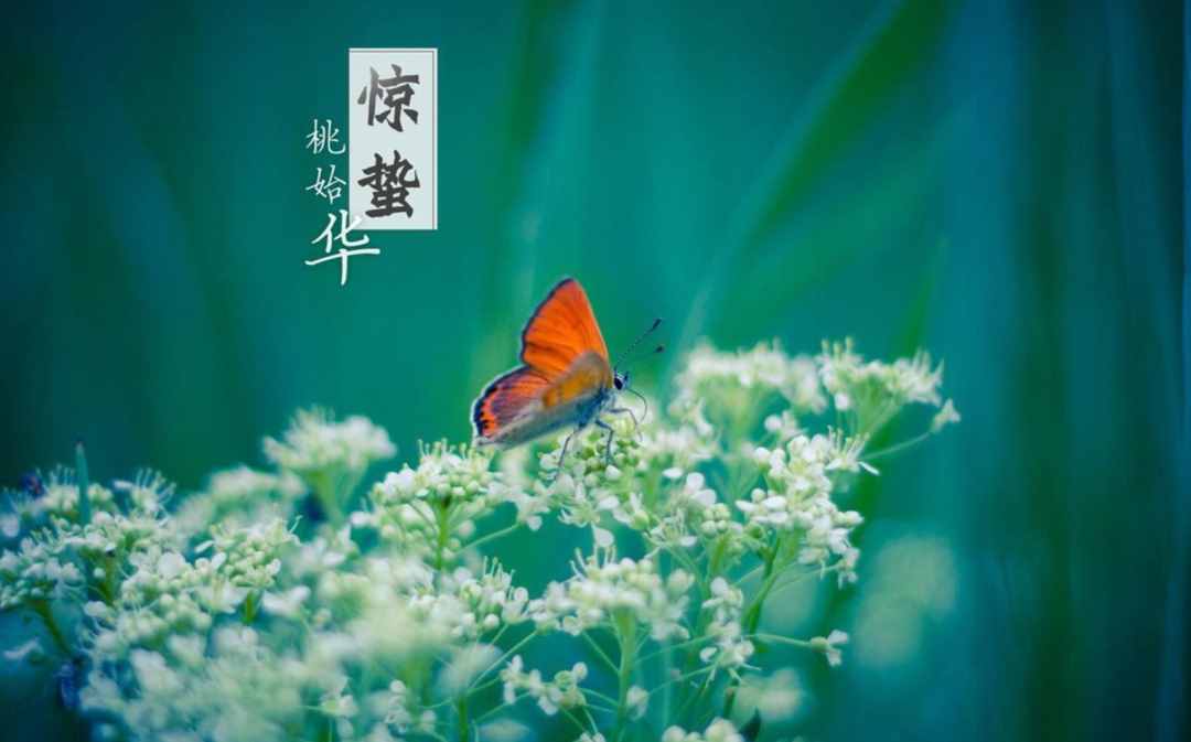 雨催驚蟄候 風(fēng)作勒花開，十二首驚蟄詩詞，叫醒酣睡的春天