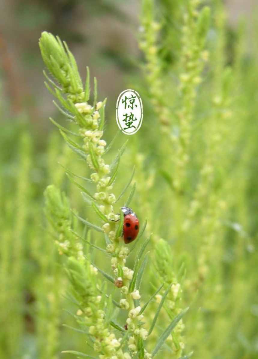 雨催驚蟄候 風(fēng)作勒花開，十二首驚蟄詩詞，叫醒酣睡的春天
